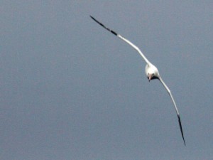wandering albatros